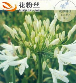 百子莲