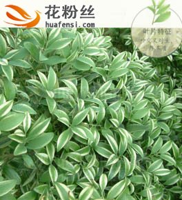 花叶竹柏